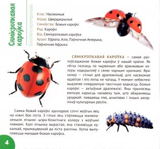 Насякомыя Беларусі фото книги 6