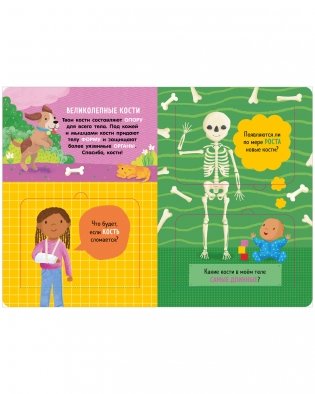 Книжка с окошками. Как устроено тело человека. И другие интересные вопросы фото книги 3