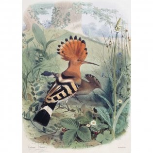 Самые красивые птицы. Иллюстрации Э. Травье фото книги 4