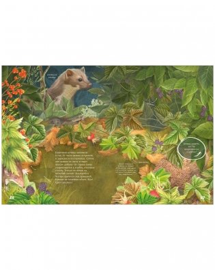 Секреты осеннего леса. Визуальная энциклопедия фото книги 9