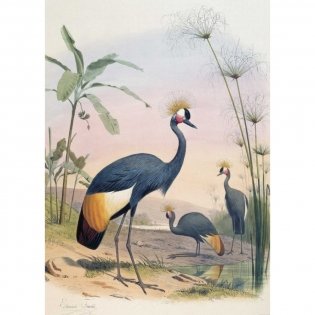 Самые красивые птицы. Иллюстрации Э. Травье фото книги 6