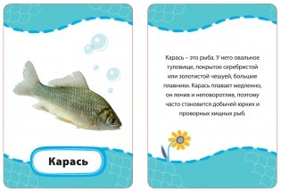 Развивающие карточки "Кто где живет? Кто что ест?", 36 карточек фото книги 2