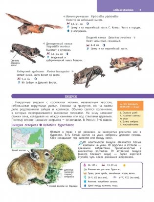 Большой определитель птиц, зверей, насекомых и растений России фото книги 10