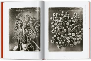 Karl Blossfeldt. The Complete Published Work. 40th Ed. фото книги 4