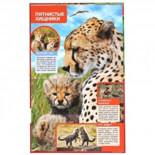 Детеныши хищников фото книги 4