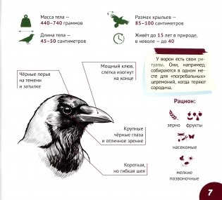 Белорусские птицы. Серия "Планета животных" фото книги 8