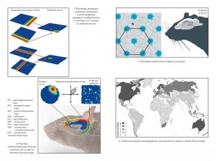 Путеводный нейрон. Как наш мозг решает пространственные задачи фото книги 6