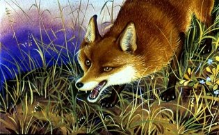 Лиса и Куропатка фото книги 3