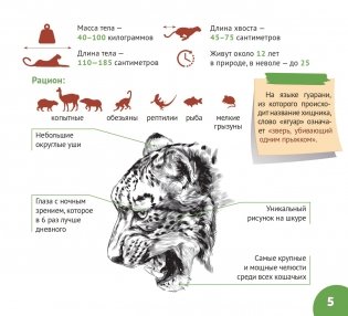 Сельва Амазонии фото книги 4