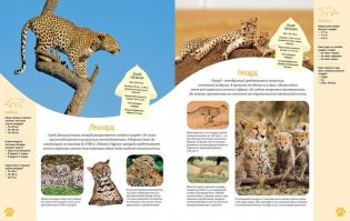 Красочный мир животных. Энциклопедия фото книги 7