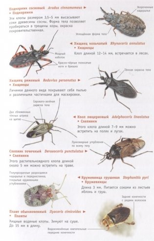 Насекомые России фото книги 5