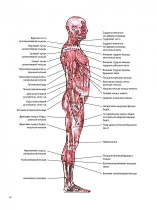 Анатомия лечебной растяжки фото книги 7