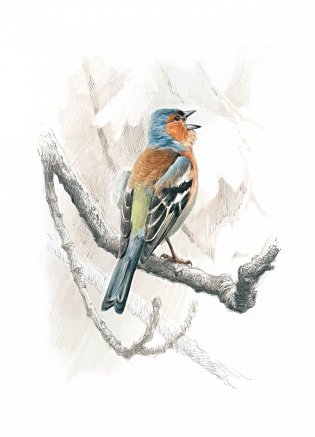 Птицы. Крылатые чудеса природы фото книги 5