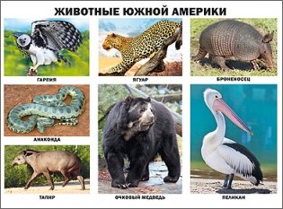 Животные Южной Америки. Плакат фото книги