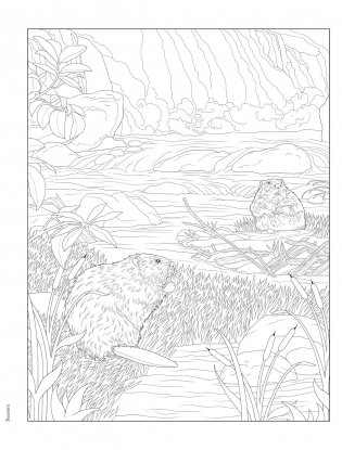 Creative Haven Forest & Woodland Wildlife Coloring Book фото книги 5