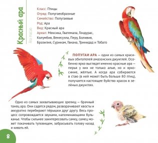 Сельва Амазонии фото книги 5