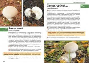 Атлас-определитель. Грибы средней полосы России фото книги 3
