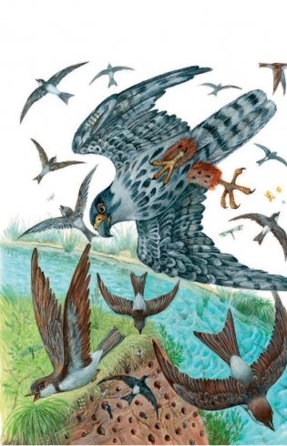 Лесные домишки фото книги 5