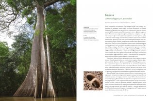 Выдающиеся деревья, которые изменили нашу жизнь фото книги 8