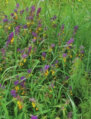 Лекарственные растения. Большая иллюстрированная энциклопедия фото книги 3