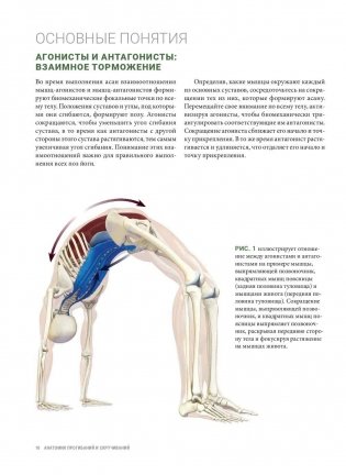 Анатомия прогибаний и скручиваний фото книги 8