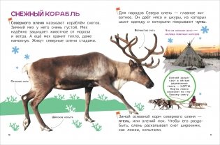 Животные. Энциклопедия для первого чтения с крупными буквами фото книги 3