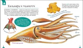 Подводный мир. Первая энциклопедия фото книги 3