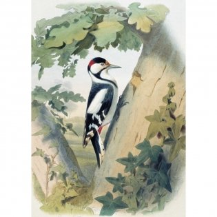 Самые красивые птицы. Иллюстрации Э. Травье фото книги 5