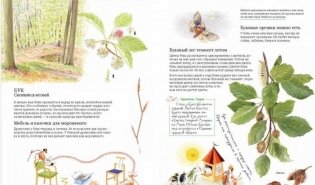 Софи в мире деревьев фото книги 5