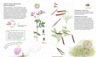 Софи в мире цветов фото книги 5