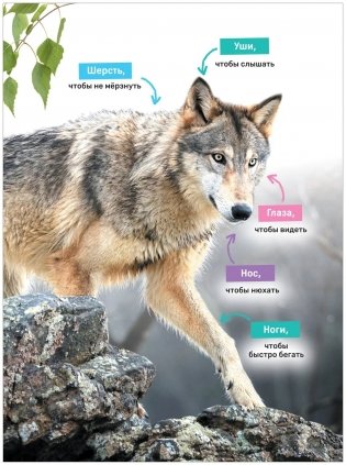 Животные. Первая энциклопедия малыша фото книги 6