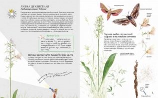 Софи в мире цветов фото книги 9