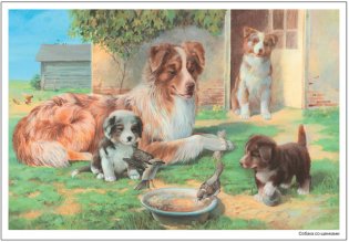 Картины из жизни домашних животных. Наглядно-дидактическое пособие. 3-7 лет. ФГОС фото книги 2