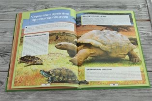 Животные нашей планеты фото книги 4