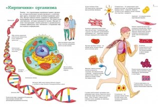 Тело человека. Атлас анатомии в картинках фото книги 3