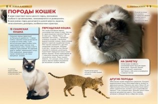 Кошки и котята фото книги 2
