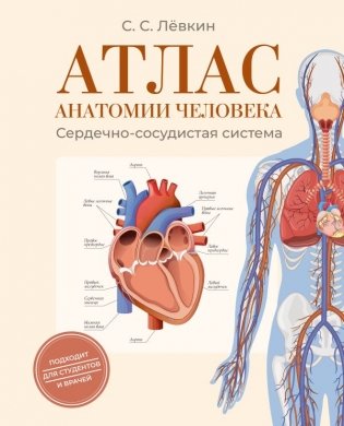 Атлас анатомии человека. Сердечно-сосудистая система фото книги