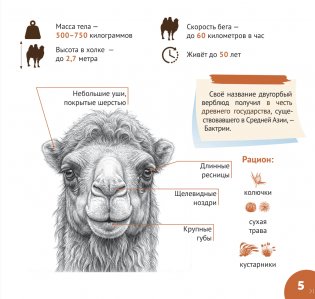 Обитатели пустынь и полупустынь. Серия "Планета животных" фото книги 4