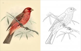 Birds Colouring Book фото книги 2