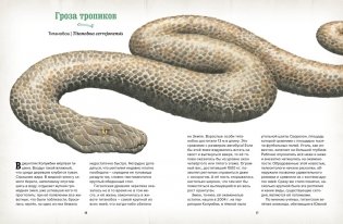 Музей доисторических животных. Единороги, мамонты, динозавры и другие экспонаты фото книги 4