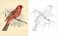 Birds Colouring Book фото книги маленькое 3