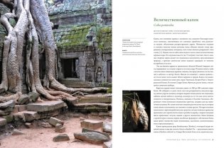 Выдающиеся деревья, которые изменили нашу жизнь фото книги 3