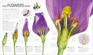 Explanatorium of Nature фото книги 3