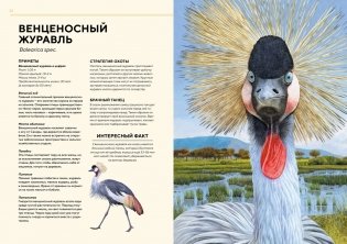 Животные Африки в натуральную величину фото книги 6