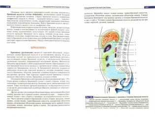 Атлас анатомии человека фото книги 2
