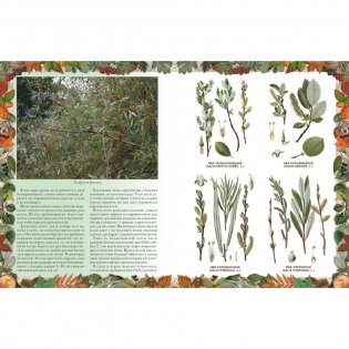 Беседы о русском лесе фото книги 8