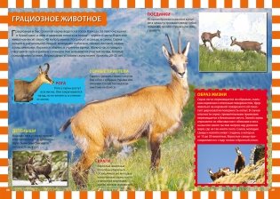 Животные России. Детская энциклопедия фото книги 3