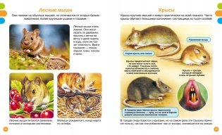 Животные-малютки фото книги 6