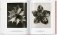Karl Blossfeldt. The Complete Published Work. 40th Ed. фото книги маленькое 10