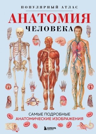 Анатомия человека. Популярный атлас. Самые подробные анатомические изображения фото книги